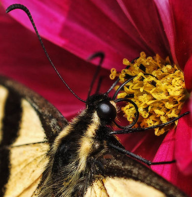 Eastern Swallowtail and Cosmo