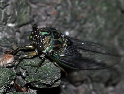 Female Dog Day Cicada