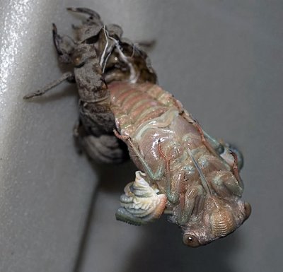 Emerging Dog Day Cicada
