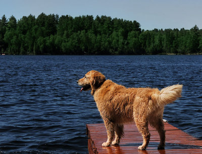 Dog on the Dock