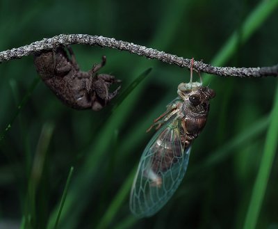 Newly emerged Dog Day Cicada