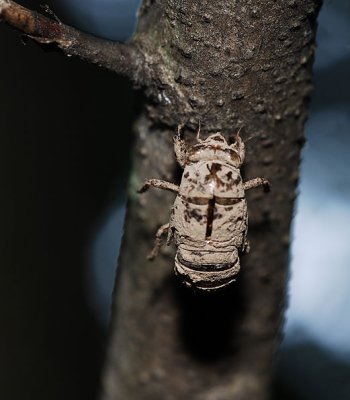 Dog Day Cicada nymph shell