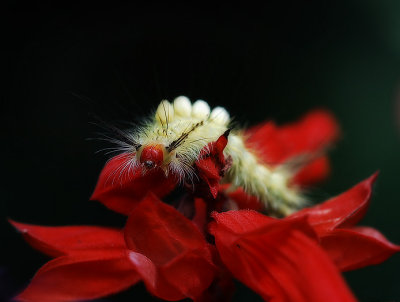 Tussock moth caterpillar