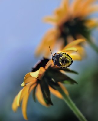 Visitor in the Flower Pot