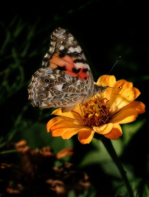 Painted Lady, again