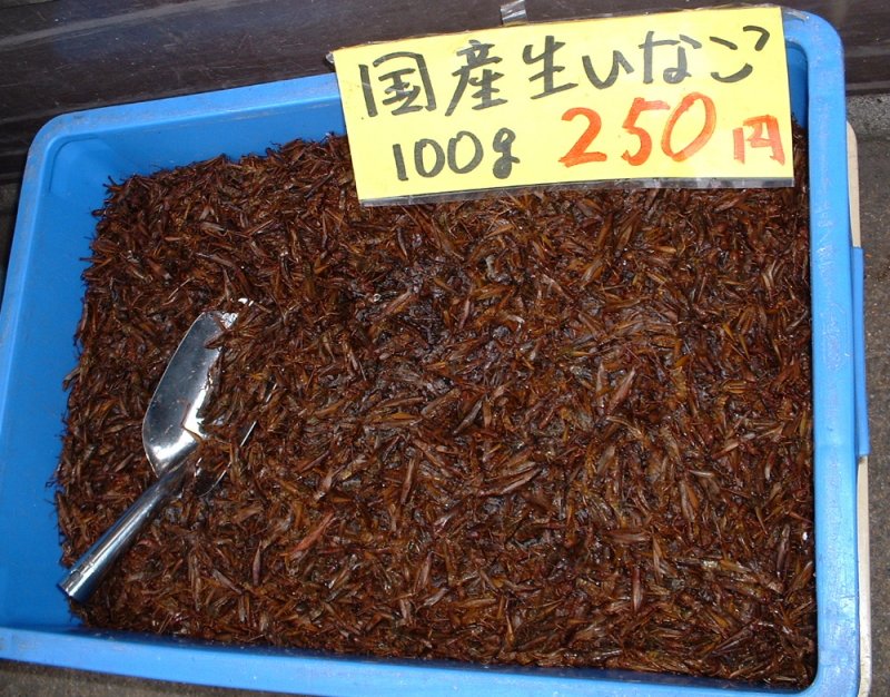 Grasshopper snack