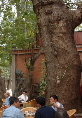 The tamarind tree