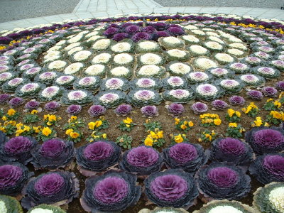 Cabbage style flowers