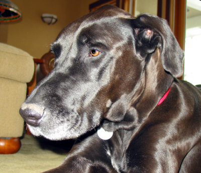 A New Big Dog On the Mountain