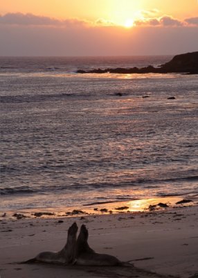 Elephent seals at sunset, Central coast, California