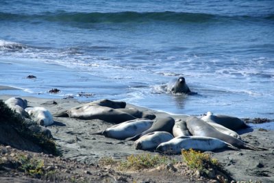 Elephent seals, Central coast, California