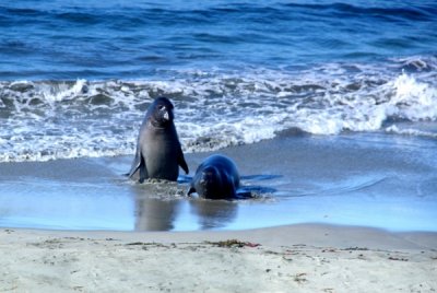 Elephent seals, California Coastline