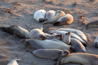 Elephent seals at sunset, California Coastline