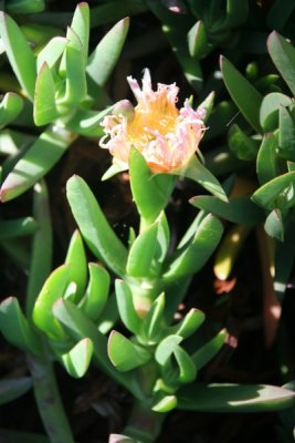8. Ice plant flower, California