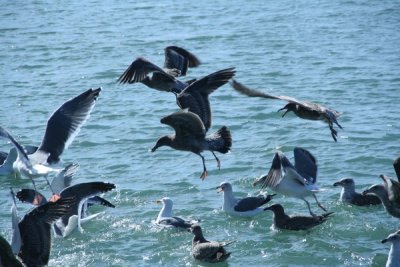 Fishermans Wharf, San Francisco, California