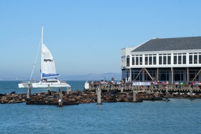 Sea lions, Pier 39, Fishermans Wharf, San Francisco, California