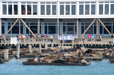 Sea lions, Pier 39, Fishermans Wharf, San Francisco, California