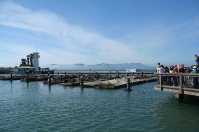 Sea lions, Pier 39, Fishermans Wharf, San Francisco, California