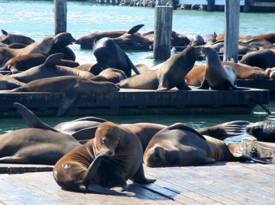 Sea lions, Pier 39, Fishermans Wharf, San Francisco, California