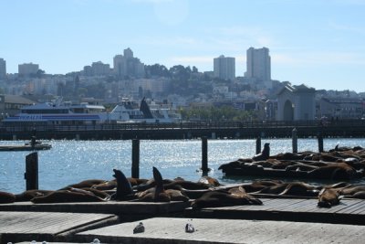 Sea lions, Pier 39, Fishermans Wharf, San Francisco, California