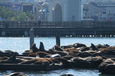 Sea lions, Pier 39, Fishermans Wharf, San Francisco, California