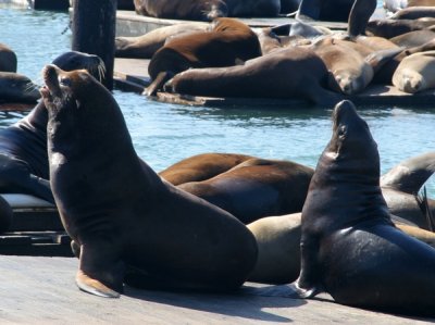 Sea lions, Pier 39, Fishermans Wharf, San Francisco, California