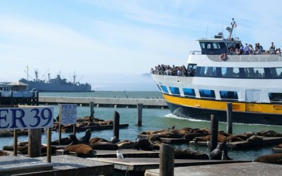 Sea lions, Pier 39, Fishermans Wharf, San Francisco, California