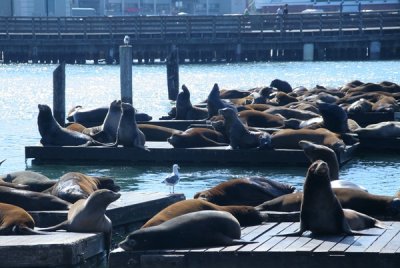 Sea lions, Pier 39, Fishermans Wharf, San Francisco, California