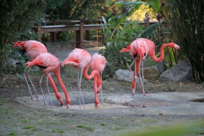 Flamingos 2, South Carolina USA