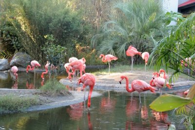 Flamingos 3, South Carolina USA