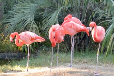 Flamingos 4, South Carolina USA