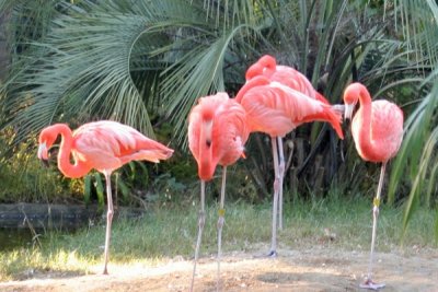 Flamingo, South Carolina USA