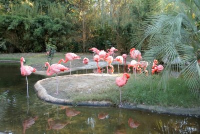 Flamingos 5, South Carolina USA