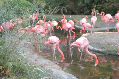 Flamingos 7, South Carolina USA