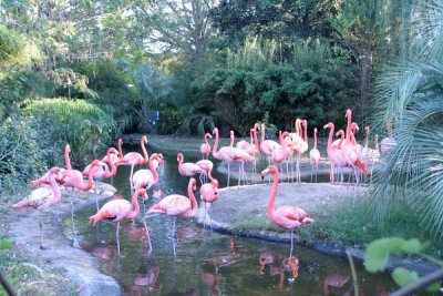 Flamingo, South Carolina USA