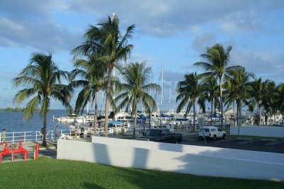 Palm trees and boats, Miami Florida