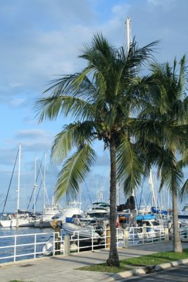 Palm trees and boats, Coconut Grove, Miami Florida