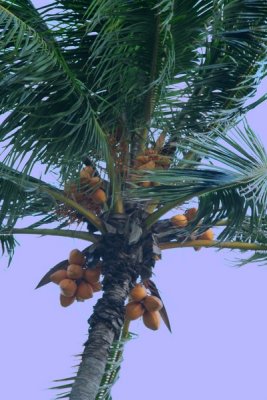 Palm tree, Miami Florida