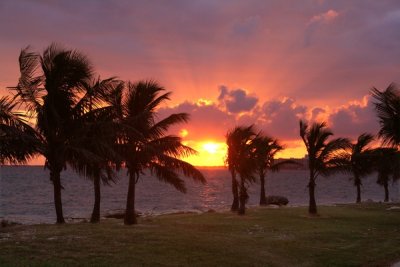 Sunset and palm trees in Biscayne Bay , Miami Florida