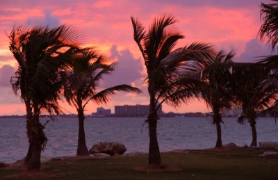 Palm tree and sunset at Biscayne Bay , Miami Florida