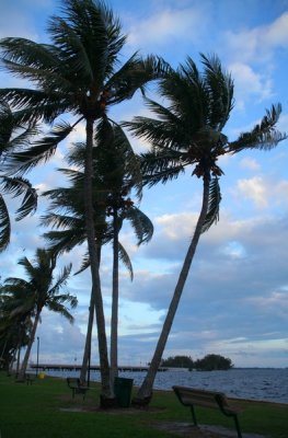Palm trees, Miami Florida