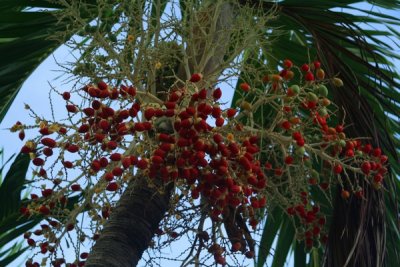 Palm tree fruit, Miami Florida