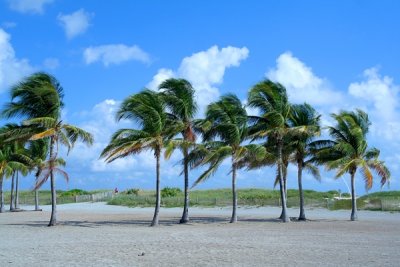 Palm trees, Miami beach