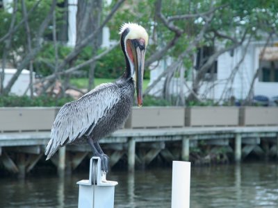 Bird, Islamorada, to key west Florida