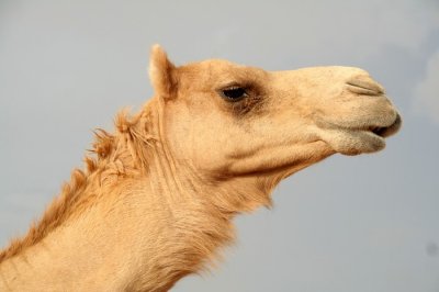 Desert Safari IMG_8340.jpg