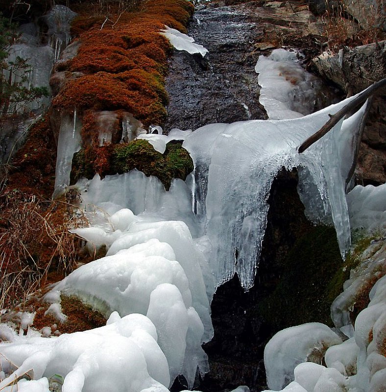 Ice Moss