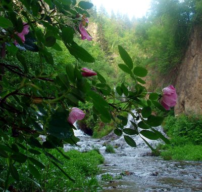 Roughlock Roses