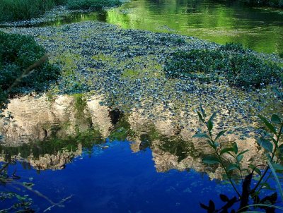 Rimrock Water Cress