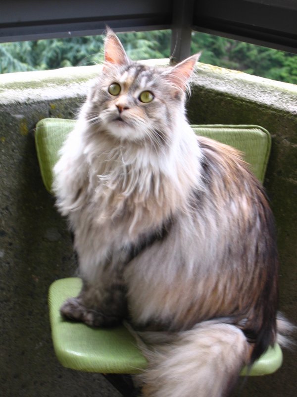 Bootsie