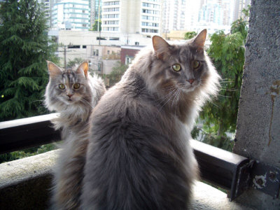 The Maine Coons